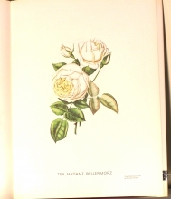 Zauber der Rose 22/24
